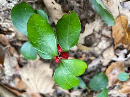 Attēlu rezultāti vaicājumam “Moneses uniflora fruit”