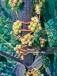 Attēlu rezultāti vaicājumam “Cuscuta europaea fruit”
