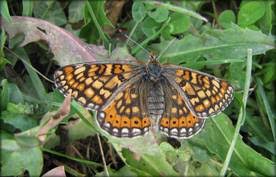 Attēlu rezultāti vaicājumam “Euphydrias aurinia”