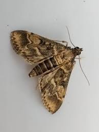 Attēlu rezultāti vaicājumam “Selenia dentaria imago”