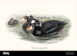 Image result for Melanitta perspicillata