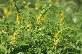 Attēlu rezultāti vaicājumam “Agrimonia eupatoria flower”