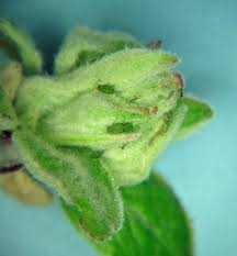 Attēlu rezultāti vaicājumam “Rhopalosiphum oxyacanthae”