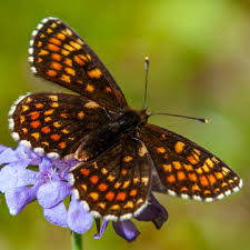 Attēlu rezultāti vaicājumam “Melitaea diamina underside”