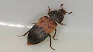 Attēlu rezultāti vaicājumam “Dermestidae”