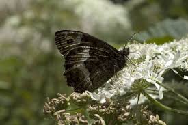 Attēlu rezultāti vaicājumam “Hipparchia alcyone”