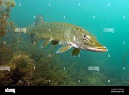 Image result for Esox lucius