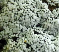 Attēlu rezultāti vaicājumam “Ceratiomyxa fruticulosa”