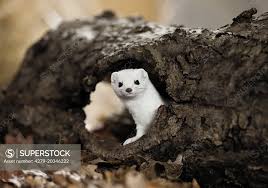 Attēlu rezultāti vaicājumam “Mustela erminea”