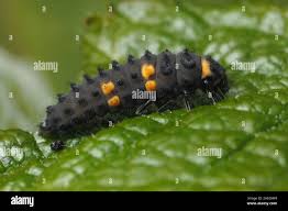 Attēlu rezultāti vaicājumam “Coccinella septempunctata larva”