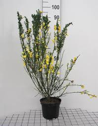 Image result for Cytisus scoparius