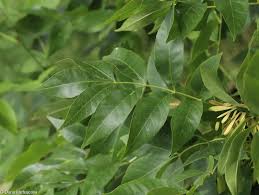 Attēlu rezultāti vaicājumam “Fraxinus pennsylvanica fruit”