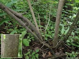 Attēlu rezultāti vaicājumam “Viburnum opulus leaf”