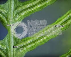 Attēlu rezultāti vaicājumam “Blechnum spicant”