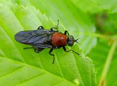 Attēlu rezultāti vaicājumam “Clitellaria ephippium”