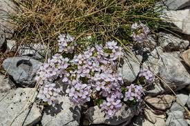 Attēlu rezultāti vaicājumam “Thesium alpinum flower”