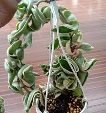 Attēlu rezultāti vaicājumam “Conardia compacta”