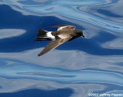 Image result for Oceanites oceanicus