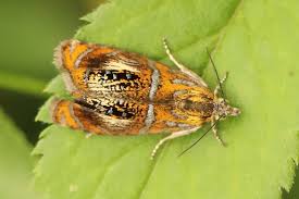 Attēlu rezultāti vaicājumam “Olethreutes arcuella”