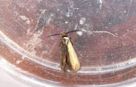 Attēlu rezultāti vaicājumam “Nematopogon sp.”