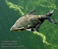 Image result for Abramis brama