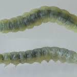 Attēlu rezultāti vaicājumam “Acleris forsskaleana”