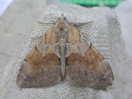 Attēlu rezultāti vaicājumam “Pennithera firmata”