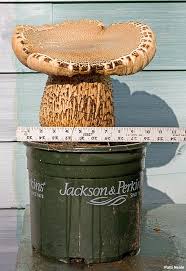 Image result for macrocybe titans