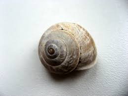 Attēlu rezultāti vaicājumam “Arianta arbustorum”