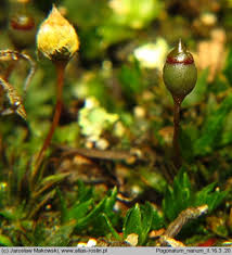 Attēlu rezultāti vaicājumam “Pogonatum nanum”