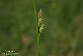 Attēlu rezultāti vaicājumam “Carex hirta”
