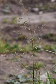 Attēlu rezultāti vaicājumam “Poa palustris leaf”