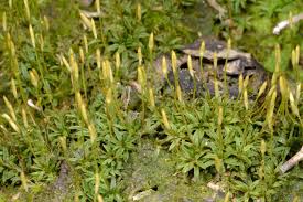 Attēlu rezultāti vaicājumam “Pogonatum dentatum”