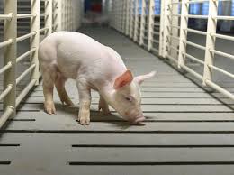 Bildresultat för pigs