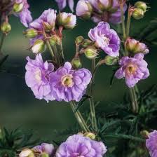 Image result for Geranium `Summer Skies`