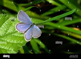 Attēlu rezultāti vaicājumam “Everes argiades”