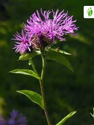 Attēlu rezultāti vaicājumam “Centaurea phrygia bud”