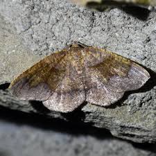 Attēlu rezultāti vaicājumam “Plagodis pulveraria”