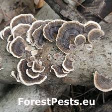 Attēlu rezultāti vaicājumam “Trametes versicolor”