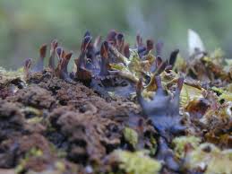 Attēlu rezultāti vaicājumam “Peltigera polydactylon”