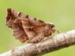 Attēlu rezultāti vaicājumam “Selenia dentaria”