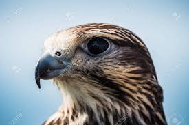 Attēlu rezultāti vaicājumam “Buteo buteo adult”