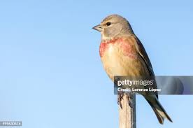Attēlu rezultāti vaicājumam “Carduelis cannabina male”