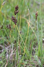 Attēlu rezultāti vaicājumam “Blysmus compressus leaf”
