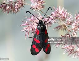 Attēlu rezultāti vaicājumam “Zygaena filipendulae”