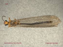 Attēlu rezultāti vaicājumam “Myrmeleontidae imago”