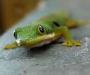 Physicists pull off the gecko's feat - physicsworld.