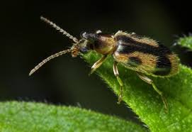 Attēlu rezultāti vaicājumam “Notoxus monoceros”