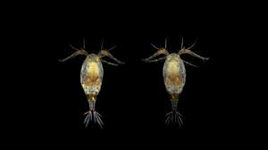 Attēlu rezultāti vaicājumam “Copepoda”