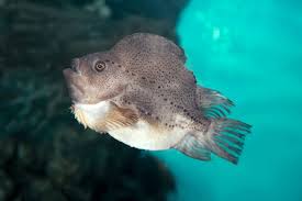 Image result for Cyclopterus lumpus
